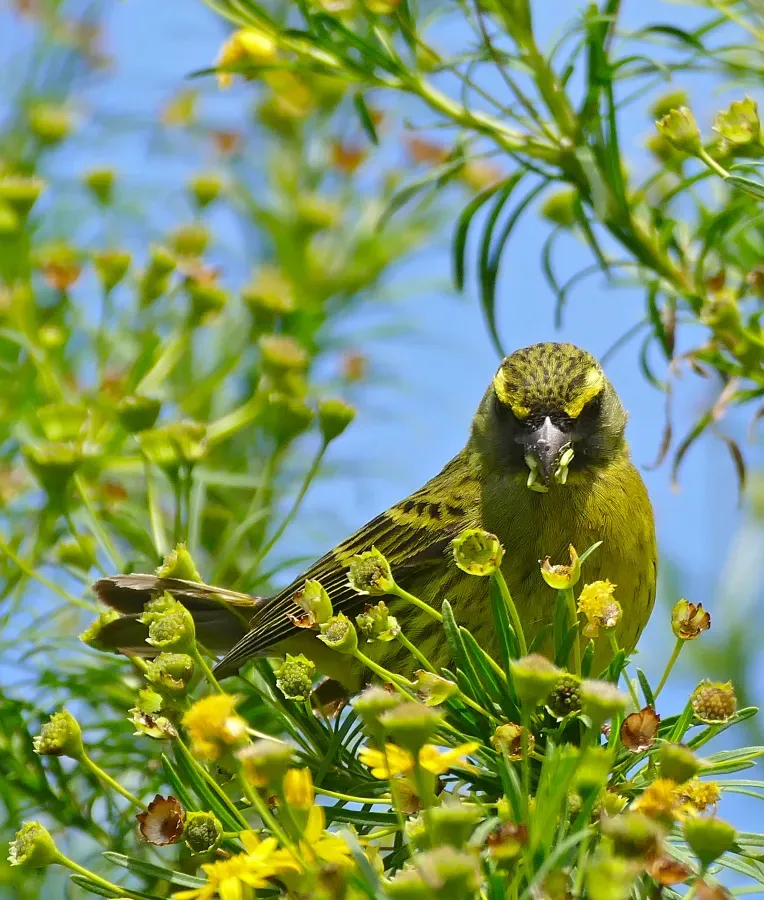 File:Forest Canary (Crithagra scotops) (32590918120).jpg