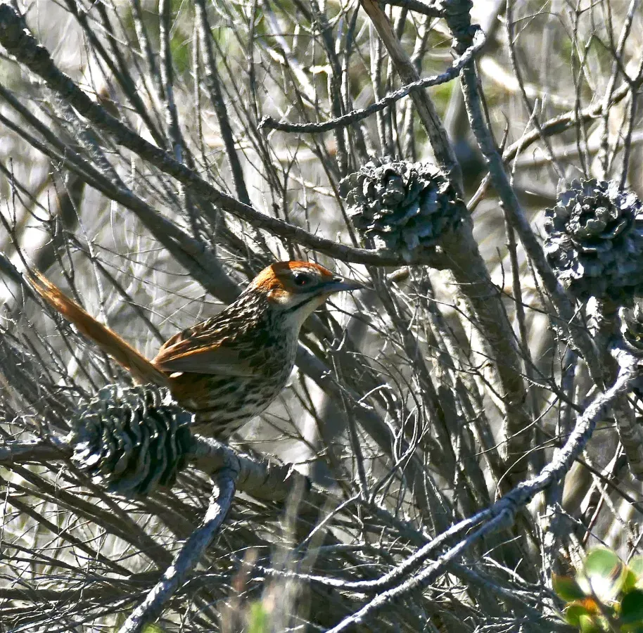 File:Cape Grassbird (Sphenoeacus afer) in burnt Conebush (Leucadendron sp.. (32913875166).jpg