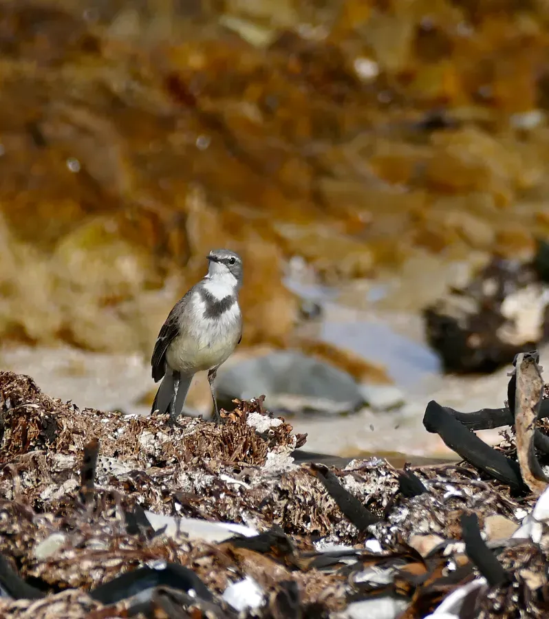 File:Cape Wagtail (Motacilla capensis) (32520481580).jpg
