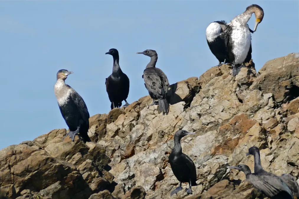 File:White-breasted Cormorants (Phalacrocorax lucidus) and Bank Cormorants (Phalacrocorax neglectus), Kleinbaai, Western Cape (32506968510).jpg