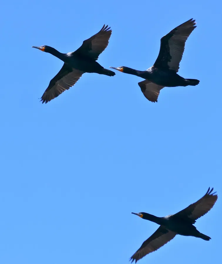 File:Cape Cormorants (Phalacrocorax capensis) (32895002845).jpg
