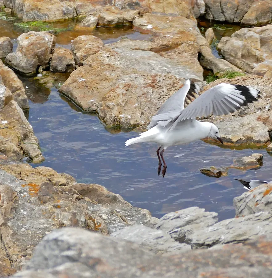 File:Hartlaub's Gulls (Chroicocephalus hartlaubii) (32479808500).jpg