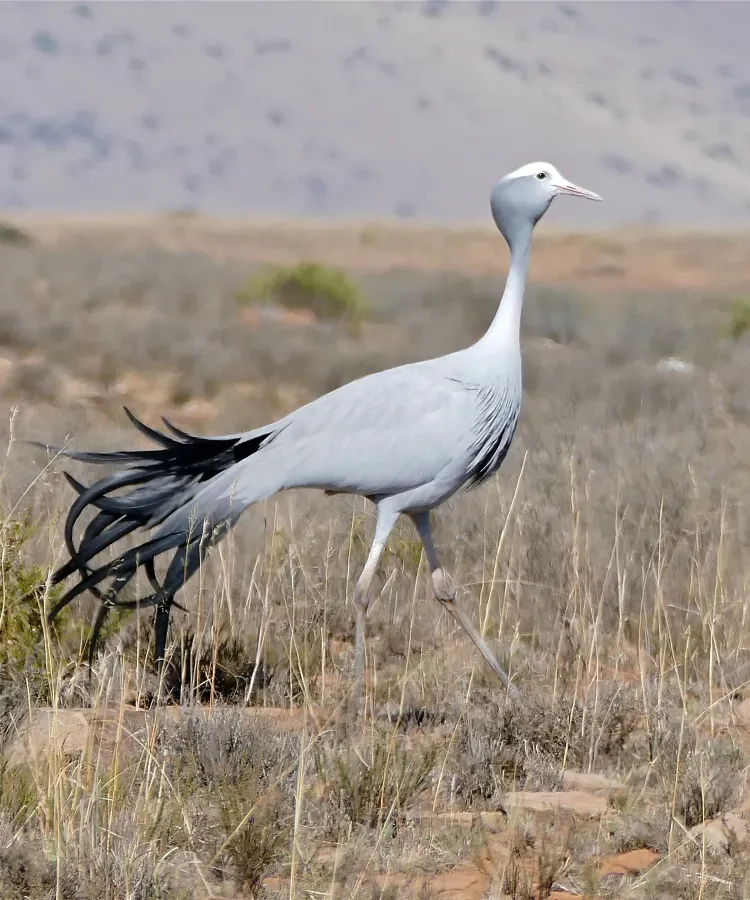 File:Blue Crane (Anthropoides paradiseus) (33024910576).jpg