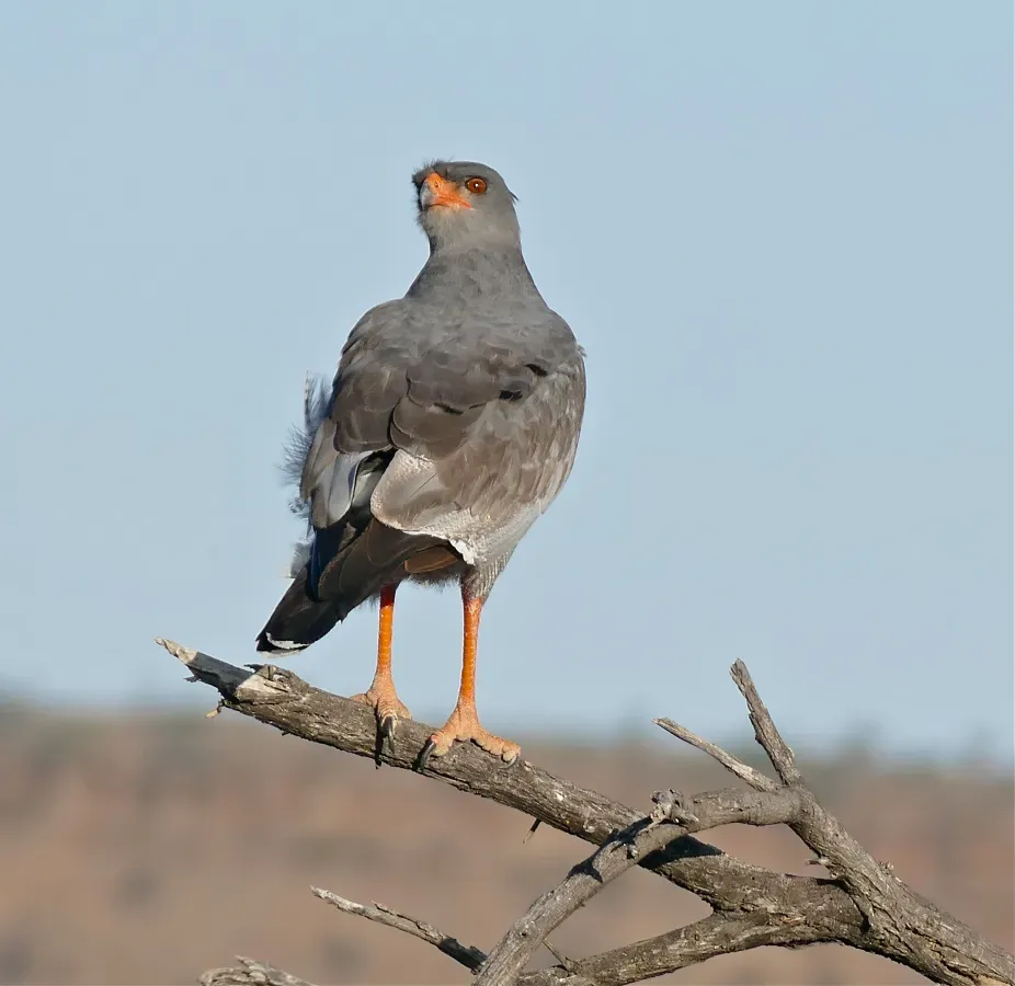 File:Pale Chanting Goshawk (Melierax canorus) (33050955075).jpg