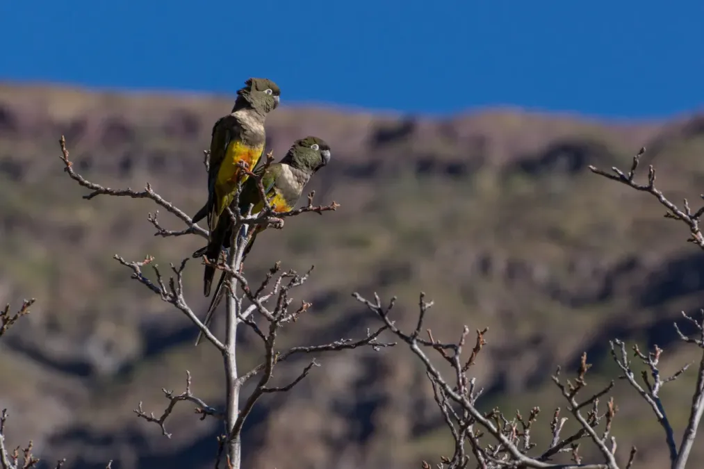 File:Tricahue chileno - Cyanoliseus patagonus bloxami.jpg
