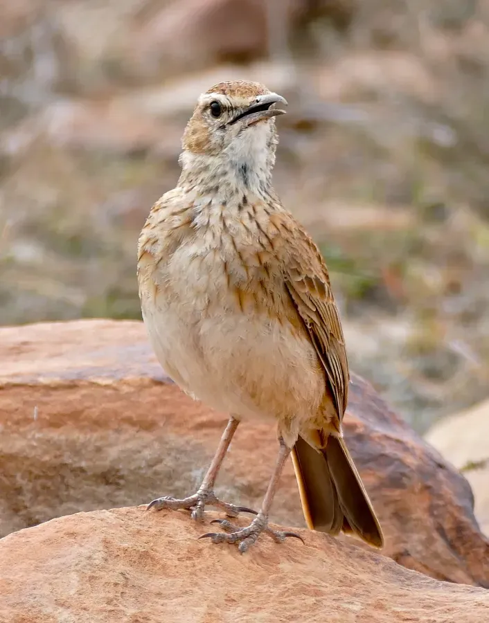 File:Eastern Long-billed Lark (Certhilauda semitorquata) calling.jpg