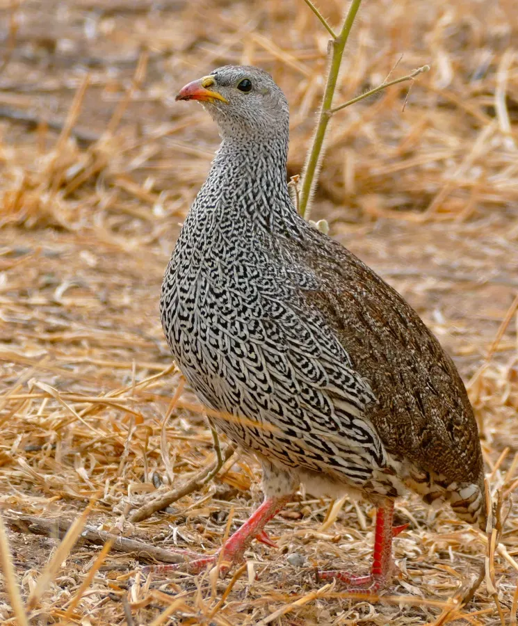 File:Natal Spurfowl (Pternistis natalensis) (32747883440).jpg