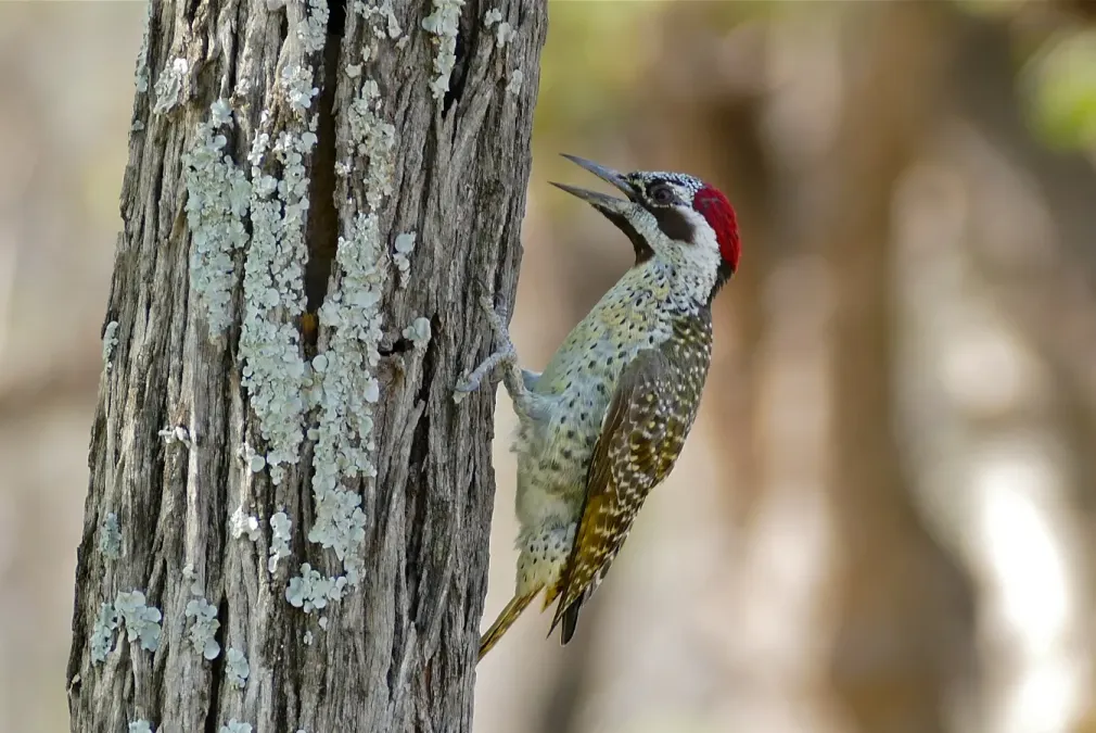 File:Bennett's Woodpecker (Campethera bennettii) female (31321046671).jpg