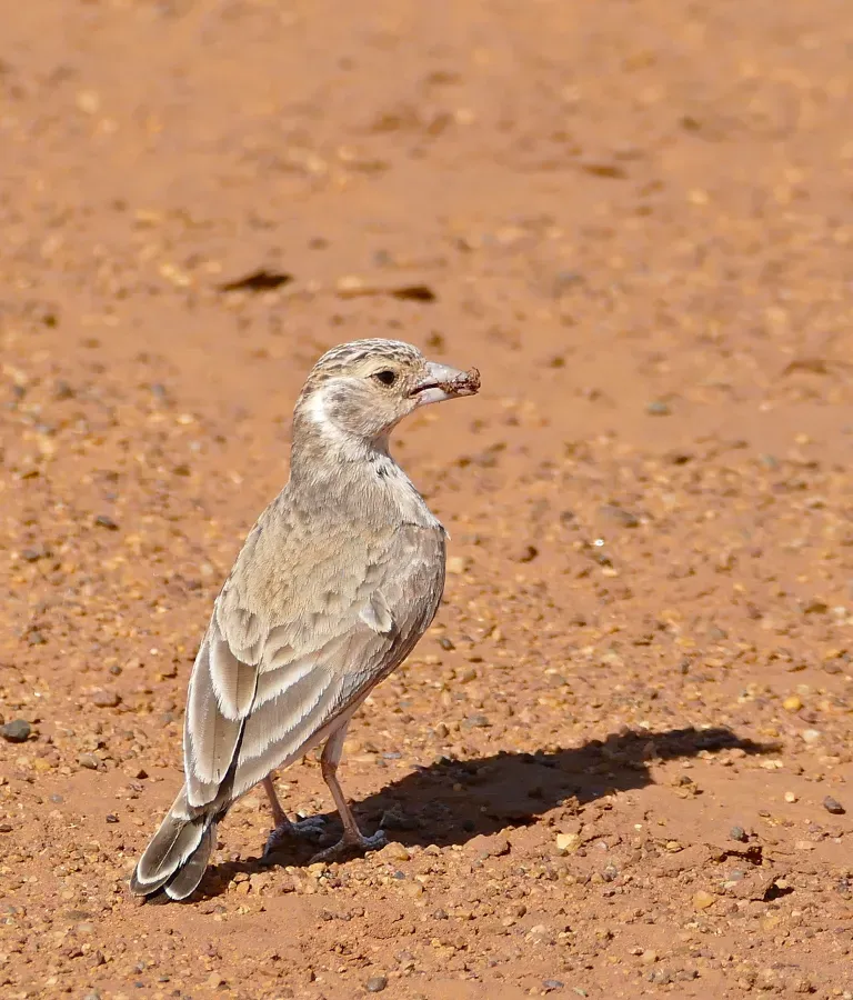 File:Grey-backed Sparrow-Lark (Eremopterix verticalis) female (32239007844).jpg