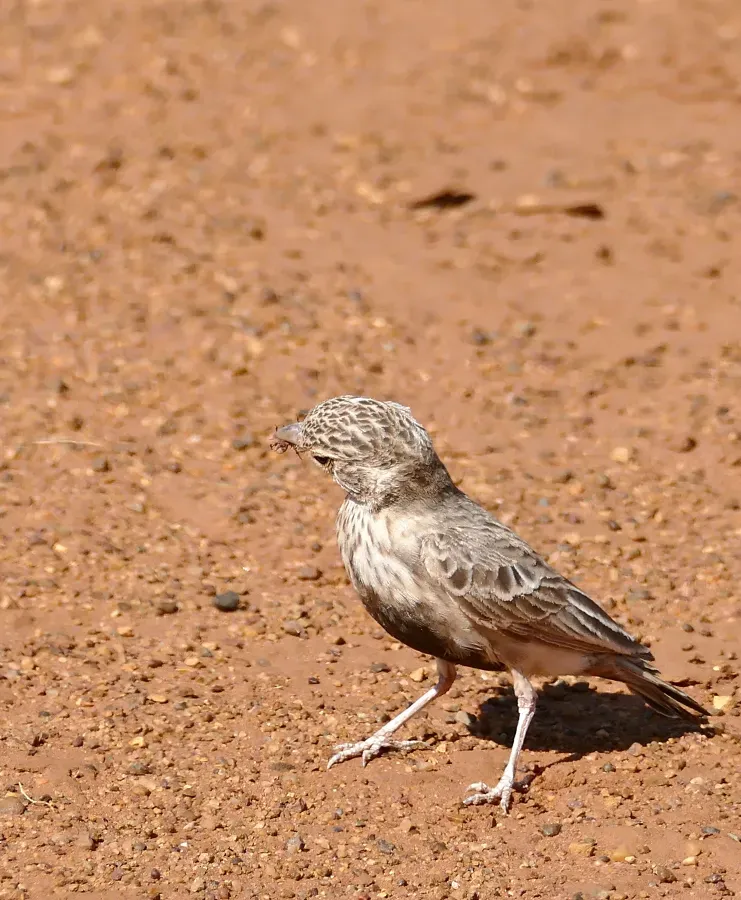 File:Grey-backed Sparrow-Lark (Eremopterix verticalis) female (32702634010).jpg