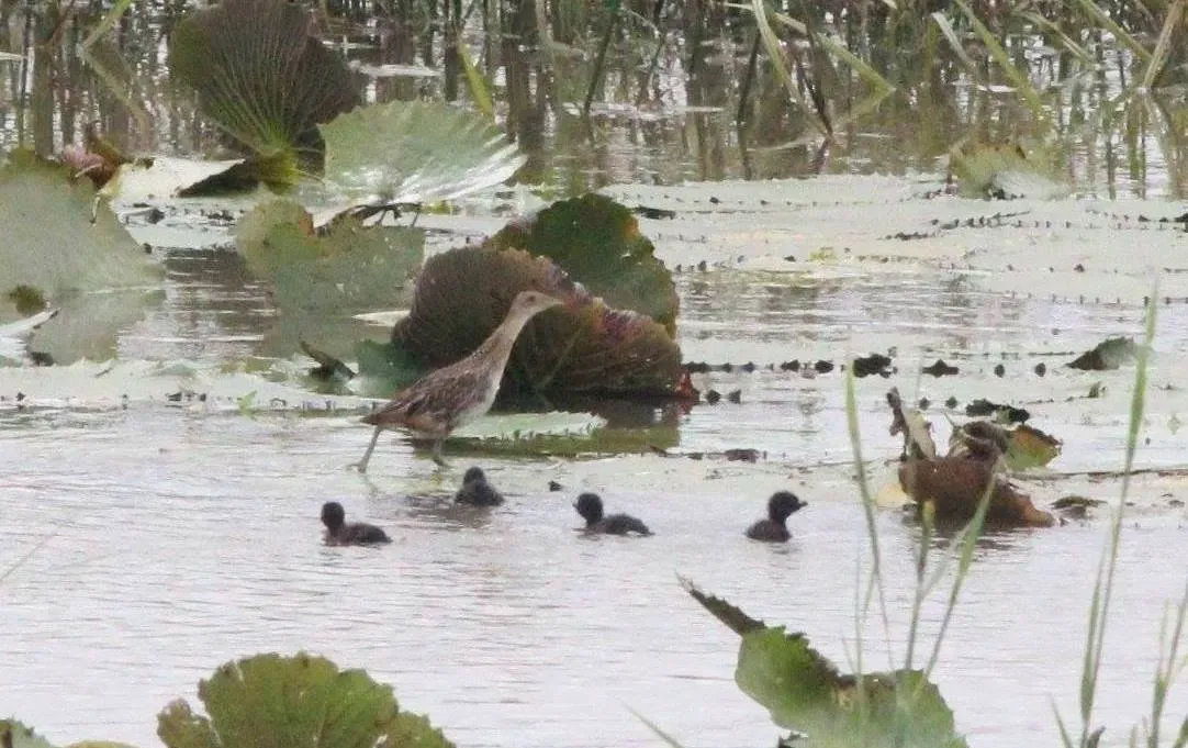 File:Aenigmatolimnas marginalis, haan en kuikens, Kgomo-kgomo-vleiland, Birding Weto, a.jpg