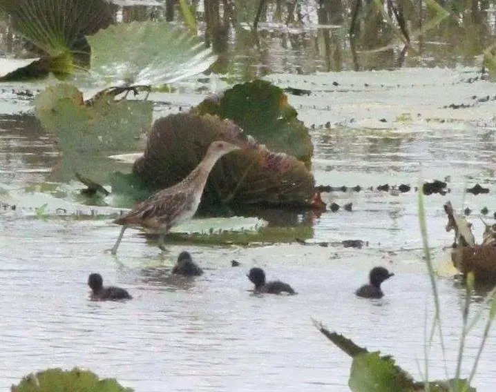 File:Aenigmatolimnas marginalis, haan en kuikens, Kgomo-kgomo-vleiland, Birding Weto, b.jpg