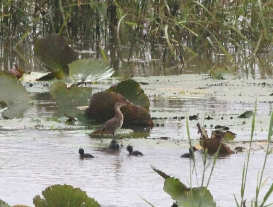 File:Aenigmatolimnas marginalis, haan en kuikens, Kgomo-kgomo-vleiland, Birding Weto, c.jpg