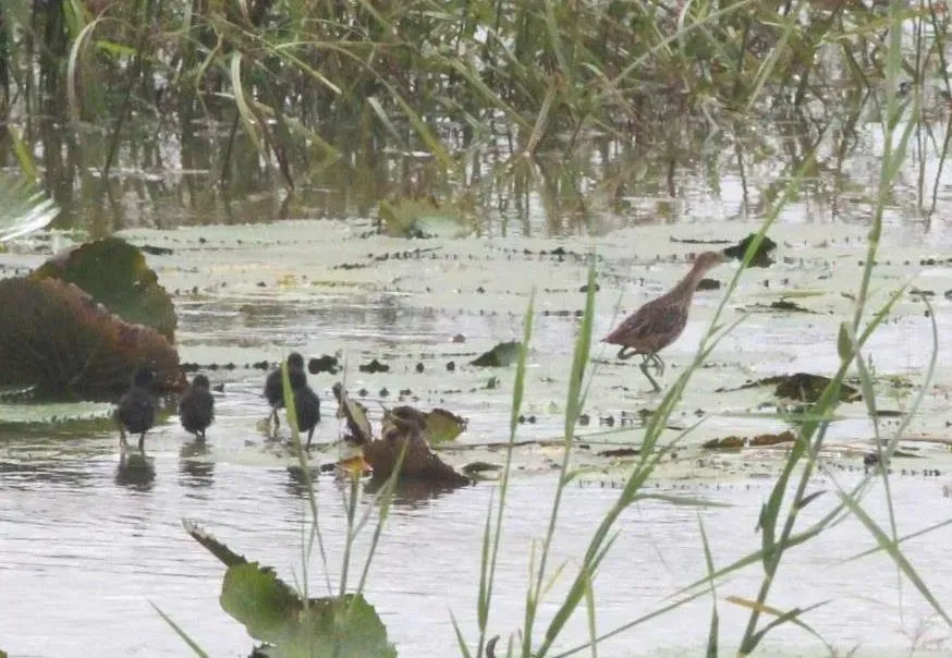 File:Aenigmatolimnas marginalis, haan en kuikens, Kgomo-kgomo-vleiland, Birding Weto, d.jpg