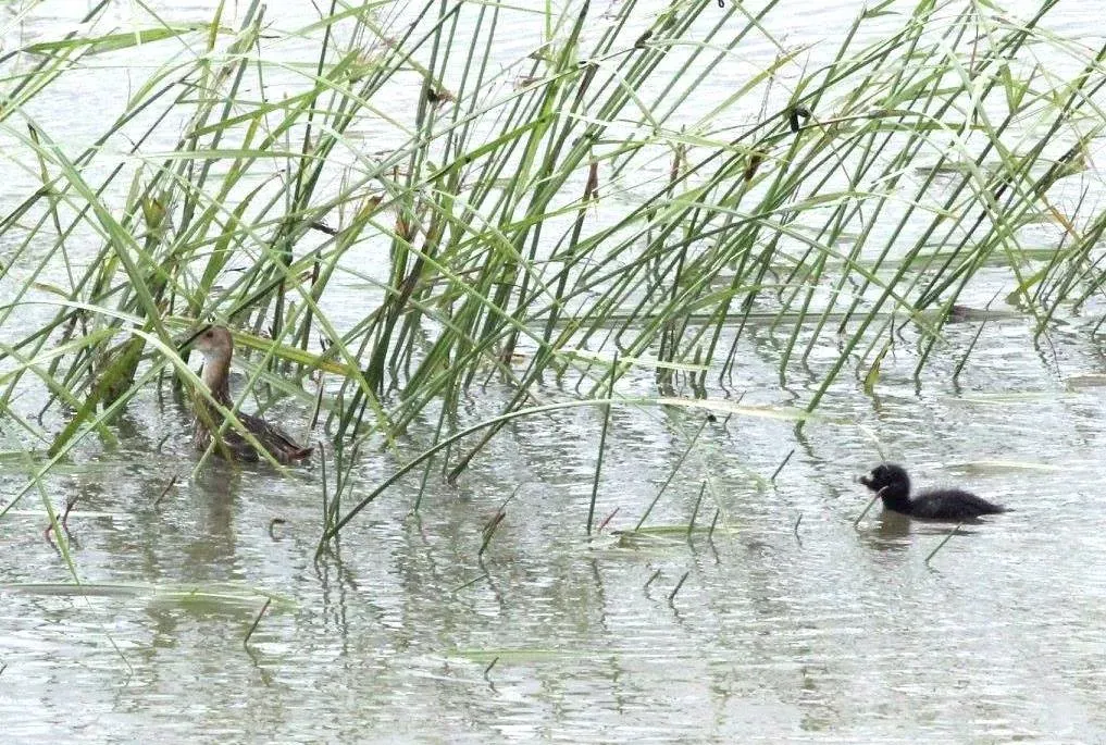 File:Aenigmatolimnas marginalis, haan en kuiken, Kgomo-kgomo-vleiland, Birding Weto, a.jpg