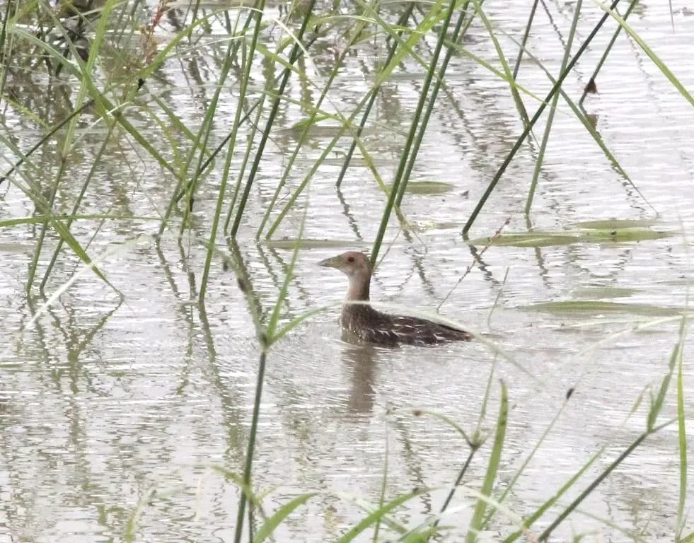 File:Aenigmatolimnas marginalis, haan, Kgomo-kgomo-vleiland, Birding Weto, b.jpg