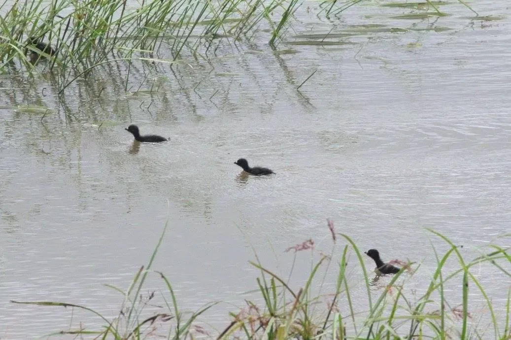 File:Aenigmatolimnas marginalis, kuikens, Kgomo-kgomo-vleiland, Birding Weto, a.jpg