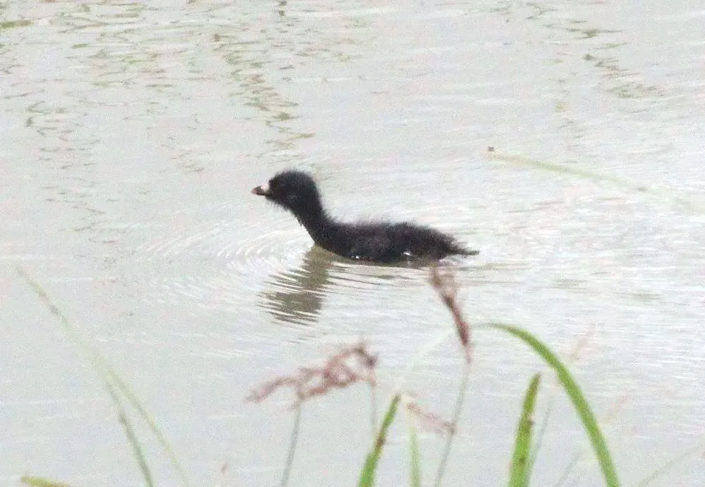 File:Aenigmatolimnas marginalis, kuiken, Kgomo-kgomo-vleiland, Birding Weto, a.jpg
