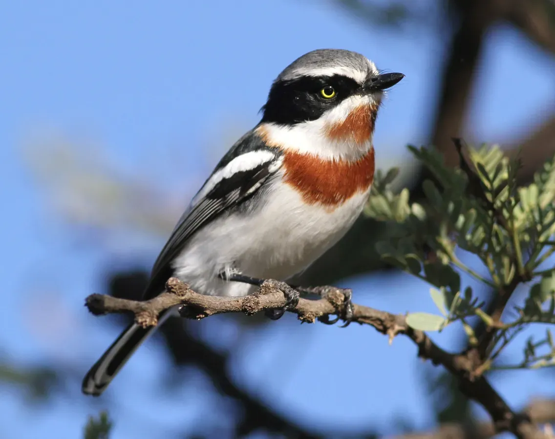 File:Chinspot batis, Batis molitor, at Pilanesberg National Park, Northwest Province, South Africa (28202590270), crop.jpg