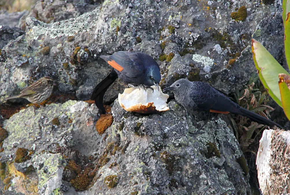 File:Onychognathus tenuirostris mtkenya pair 2.jpg
