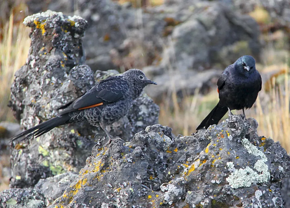 File:Onychognathus tenuirostris mtkenya pair 1.jpg