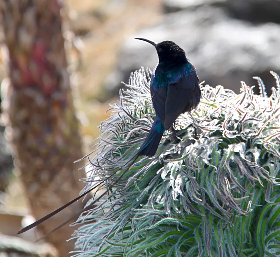 File:Nectarinia johnstoni mtkenya 4.jpg