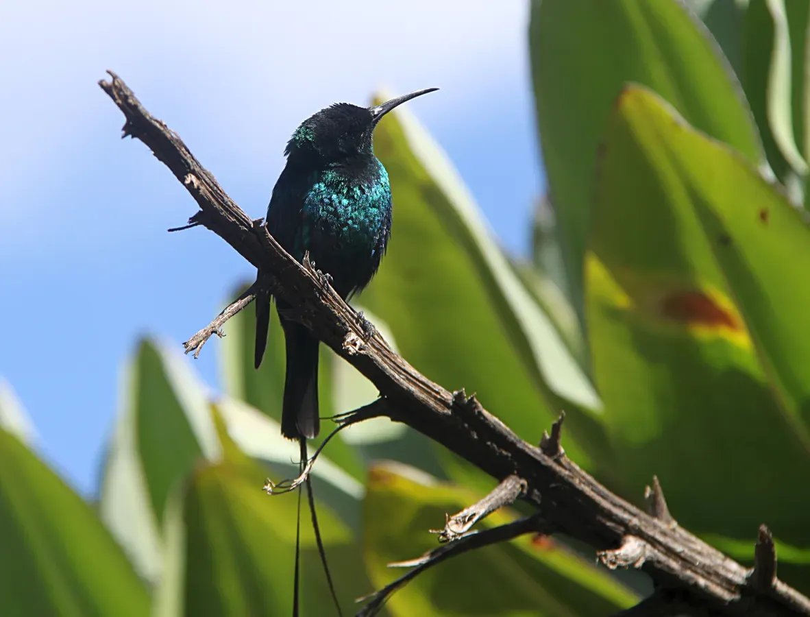 File:Nectarinia johnstoni mtkenya 1.jpg