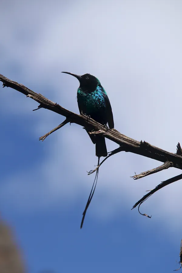 File:Nectarinia johnstoni mtkenya 3.jpg