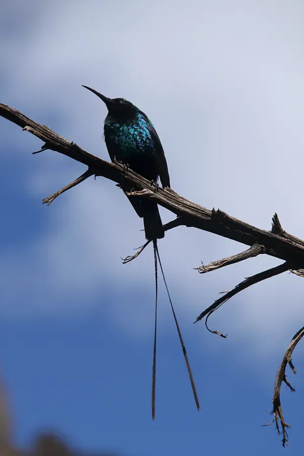 File:Nectarinia johnstoni mtkenya 5.jpg