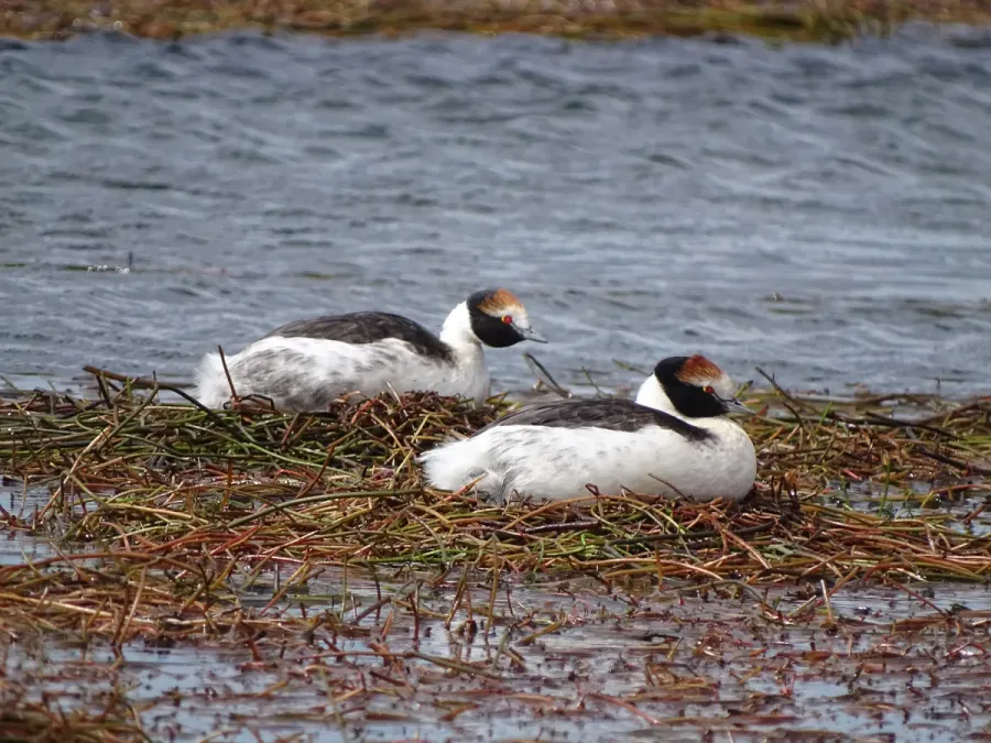 File:Podiceps gallardoi - Francisco González Táboas (2).jpg