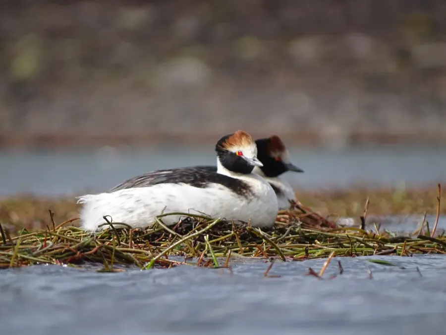 File:Podiceps gallardoi - Francisco González Táboas (1).jpg