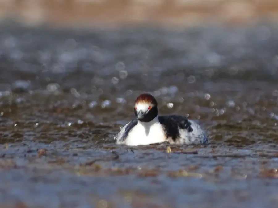 File:Podiceps gallardoi - Francisco González Táboas (4).jpg