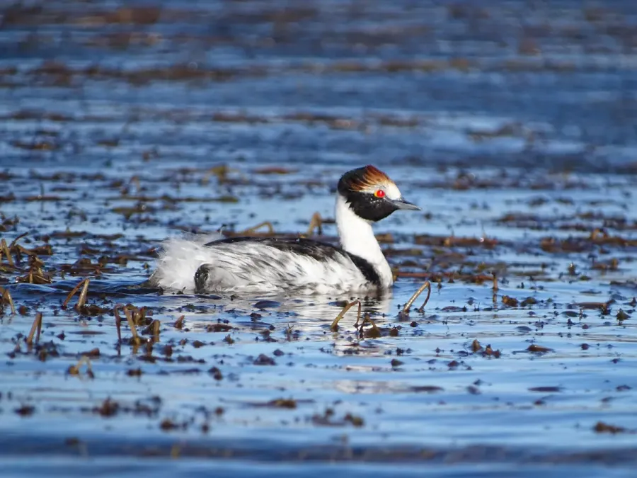 File:Podiceps gallardoi - Francisco González Táboas (5).jpg