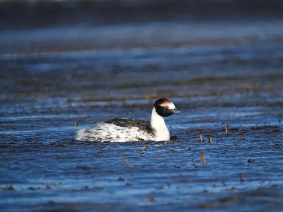 File:Podiceps gallardoi - Francisco González Táboas (10).jpg