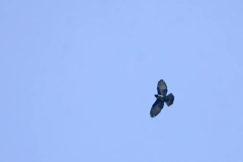 File:Black Baza Aviceda leuphotes from Anaimalai hills JEG8238.jpg