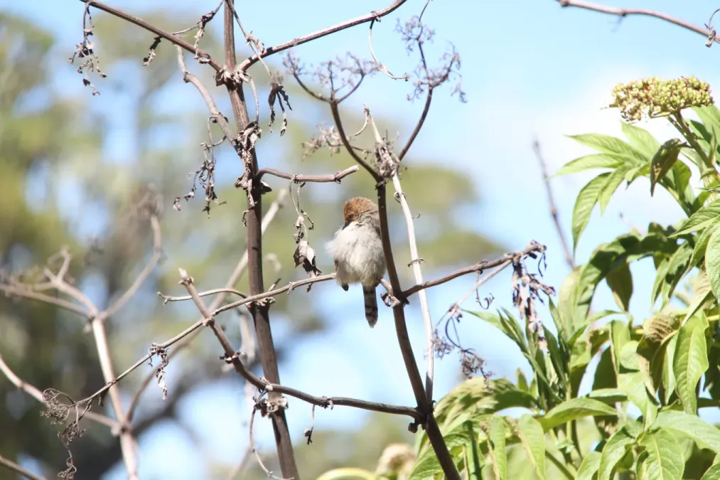 File:Cisticola hunteri 03.jpg