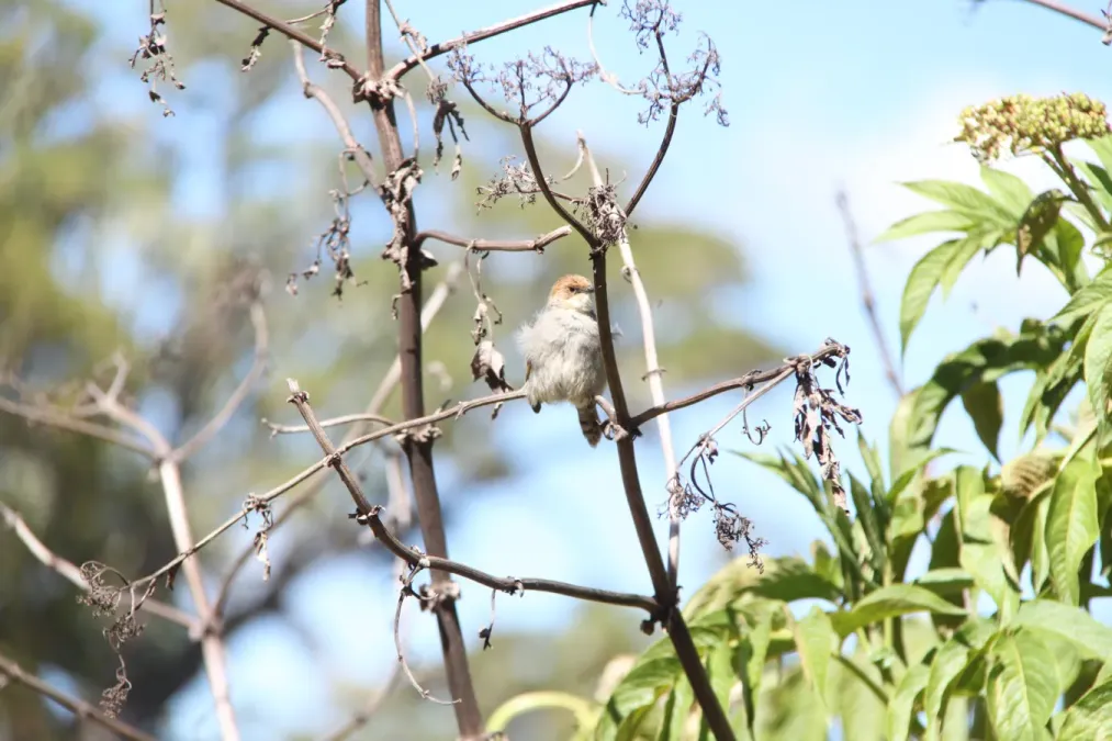 File:Cisticola hunteri 02.jpg