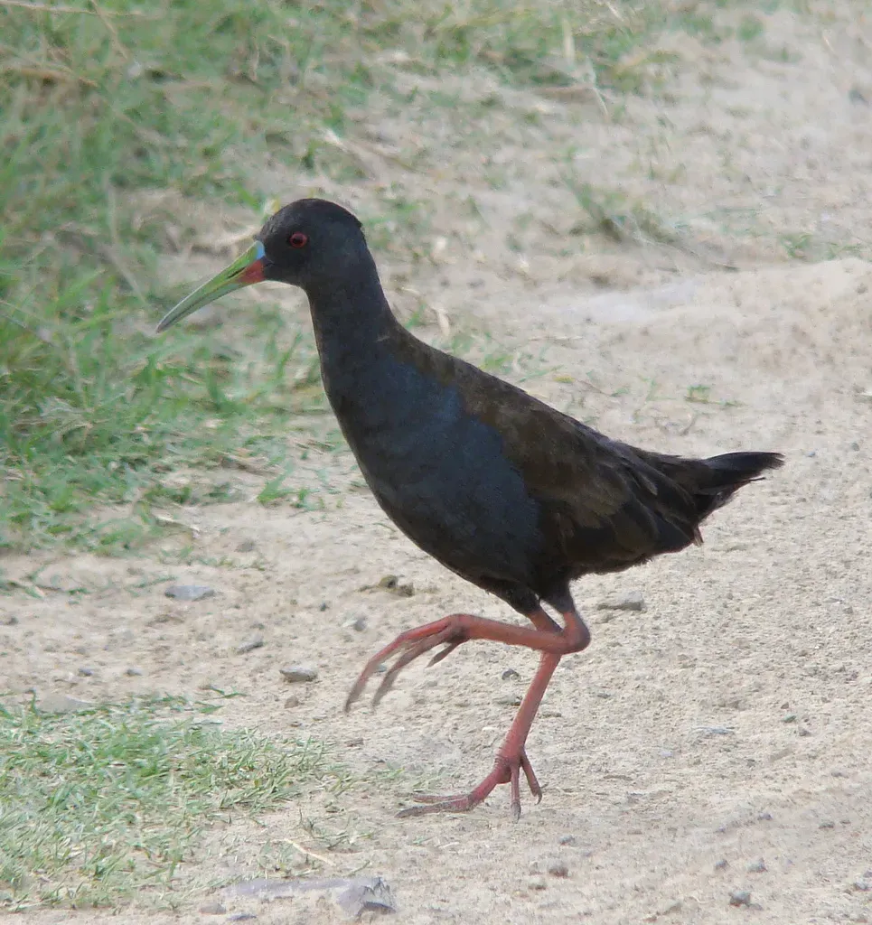 File:Pardirallus sanguinolentus -Rio Grande do Sul-8.jpg