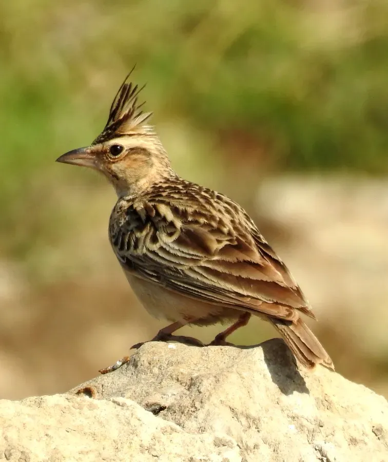 File:Syke's Lark Galerida deva by Dr. Raju Kasambe DSCN5681 (3).jpg