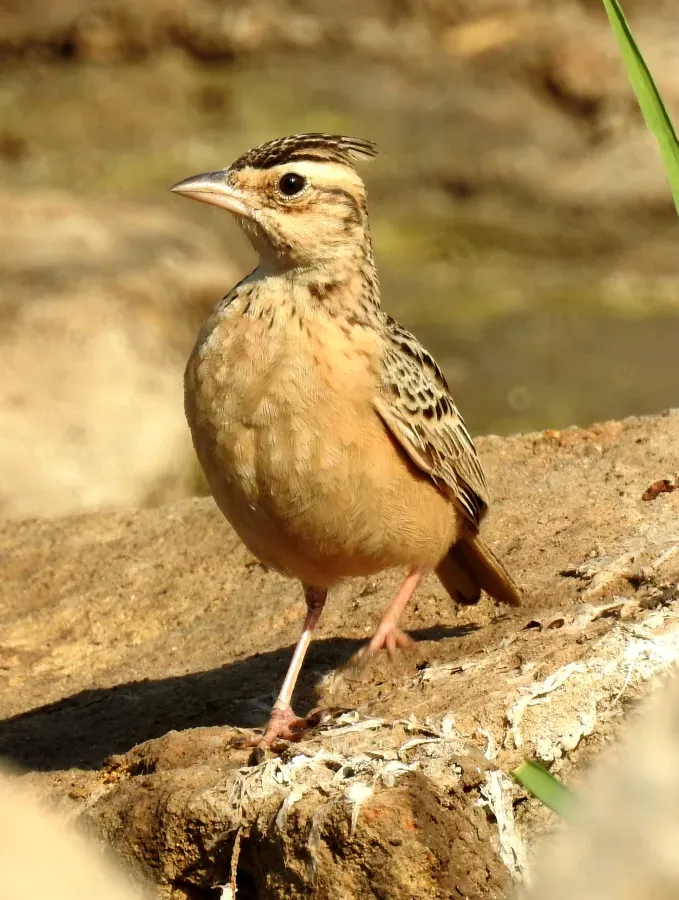 File:Syke's Lark Galerida deva by Dr. Raju Kasambe DSCN5681 (4).jpg