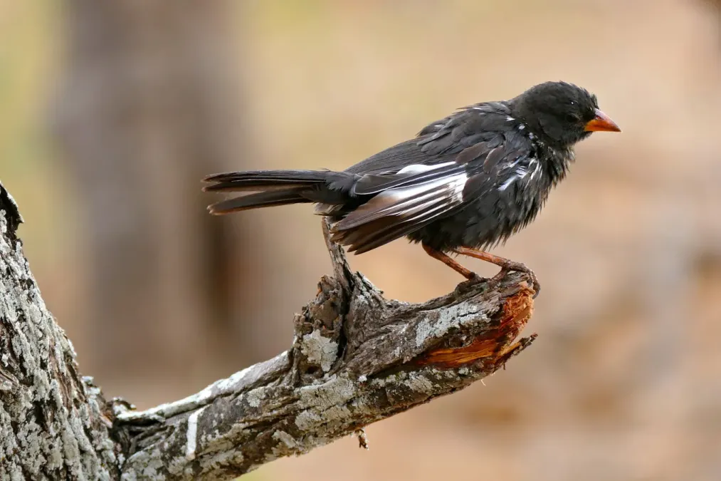 File:Red-billed Buffalo Weaver (Bubalornis niger) (33142532726).jpg