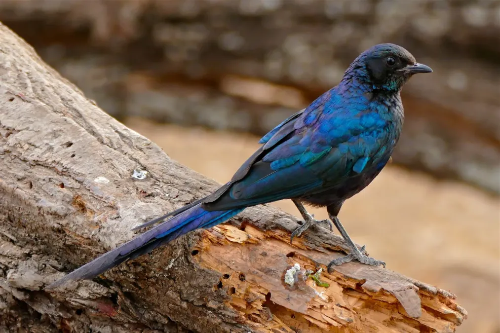 File:Meves's Starling (Lamprotornis mevesii) (32369043183).jpg