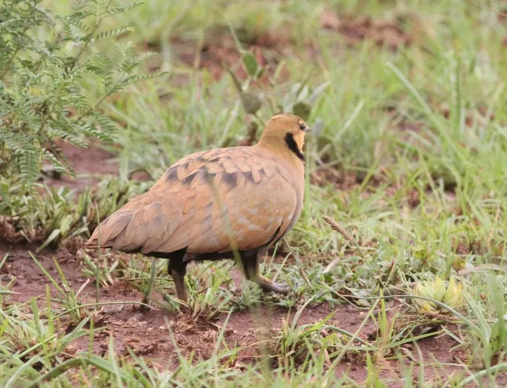 File:Pterocles gutturalis subsp gutturalis, ♂, Gerardsville, Birding Weto, f.jpg