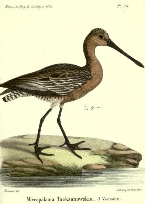 File:Limnodromus semipalmatus Verreaux.jpg