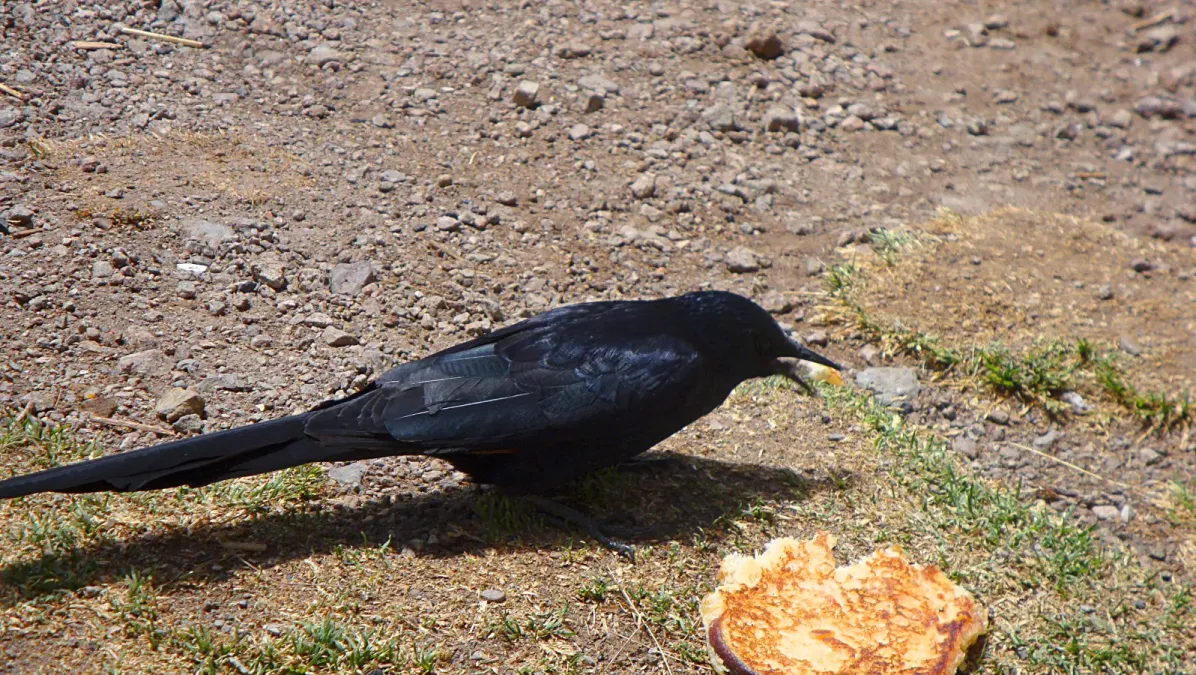 File:Onychognathus tenuirostris mtkenya.jpg