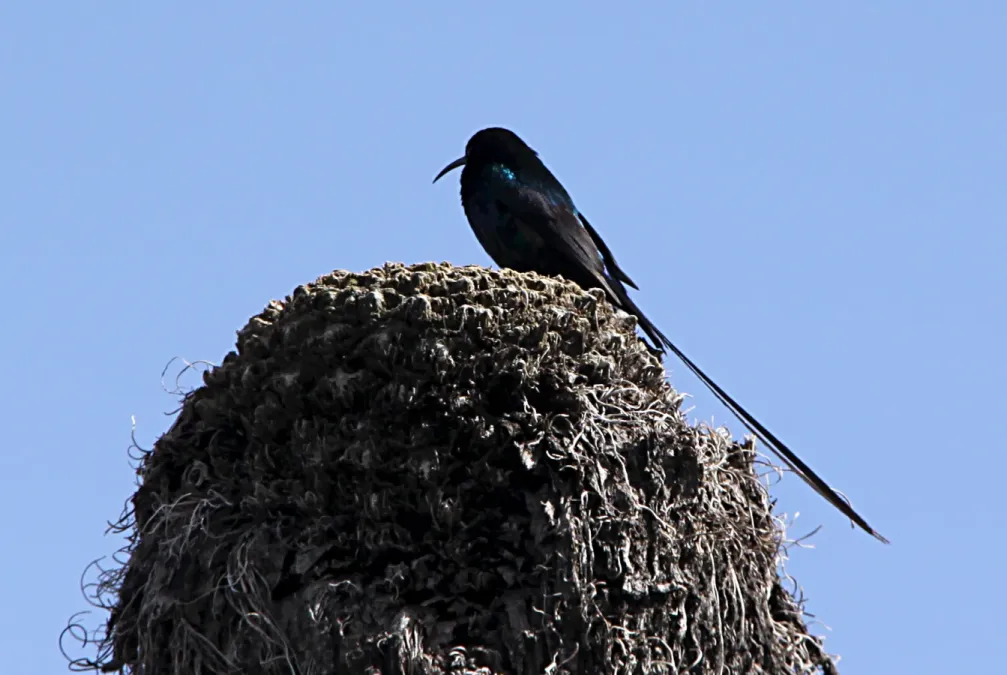 File:Nectarinia johnstoni mtkenya 6.jpg