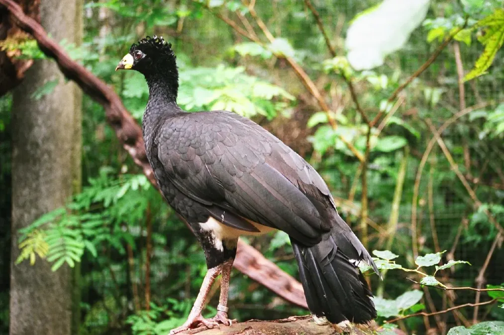 File:Crax fasciolata -Parque das Aves-8.jpg