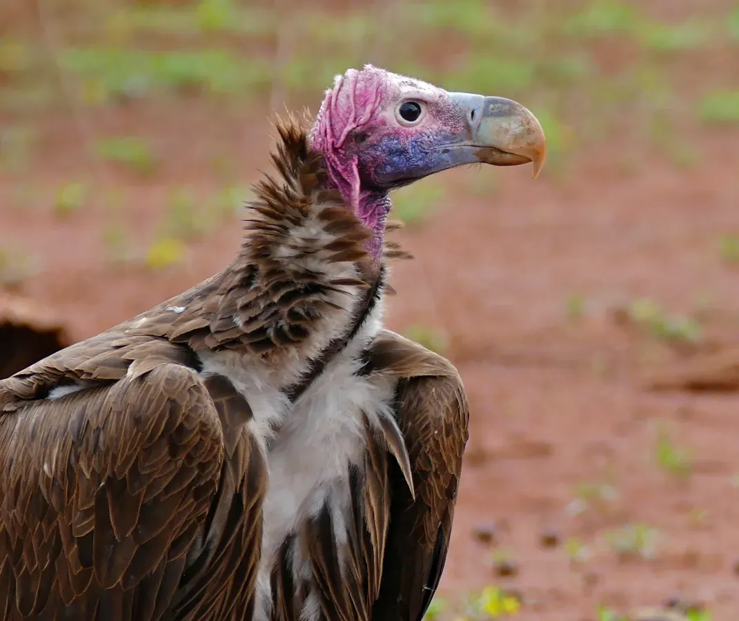 File:Lappet-faced Vulture (Torgos tracheliotos) (33317710636).jpg