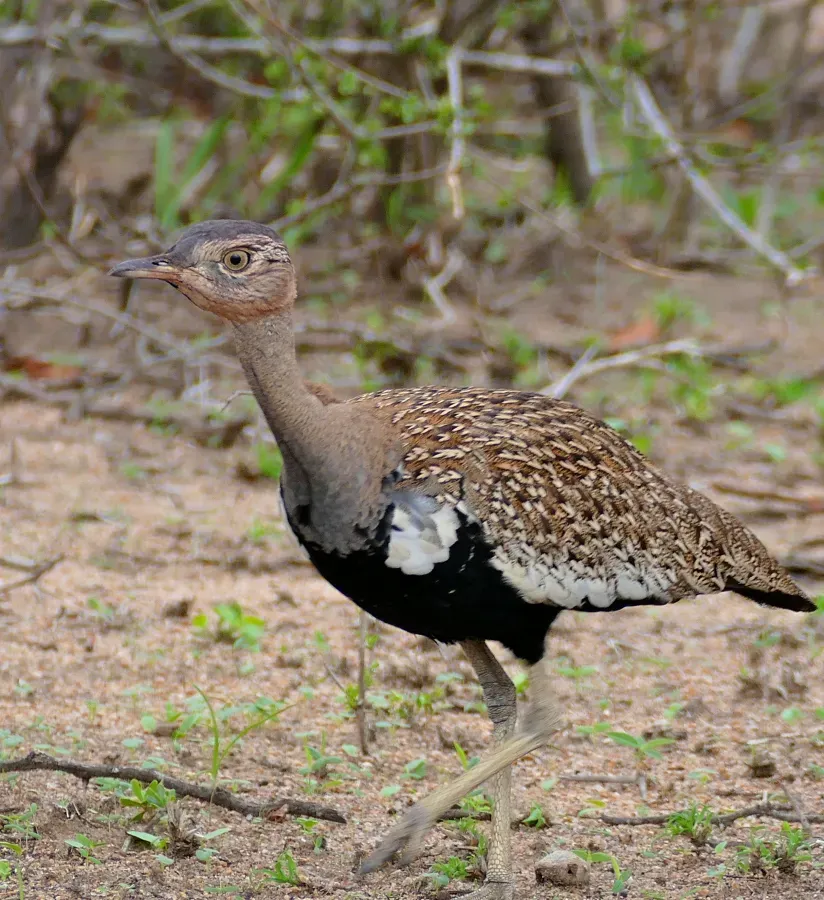 File:Red-crested Korhaan (Lophotis ruficrista) (32481014704).jpg