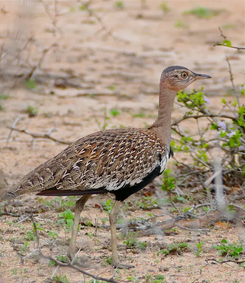 File:Red-crested Korhaan (Lophotis ruficrista) (32509371853).jpg